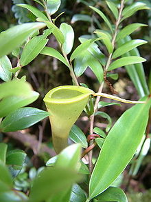 Profile view of an upper pitcher, showing the lid reflexed beyond 180 degrees N. dubia3.jpg