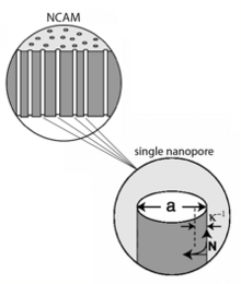 PDF] Long-distance relationships: do membrane nanotubes regulate