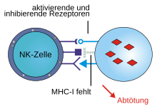 NK-Zelle - Aufbau, Funktion & Krankheiten