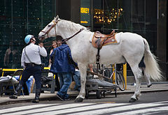A mounted policeman and his horse. New York City 2005