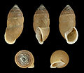 * Nomination Shell of an endemic land snail of Tenerife, Napaeus bajamarensis --Llez 07:29, 2 March 2014 (UTC) * Promotion Good quality. --Poco a poco 10:10, 2 March 2014 (UTC)