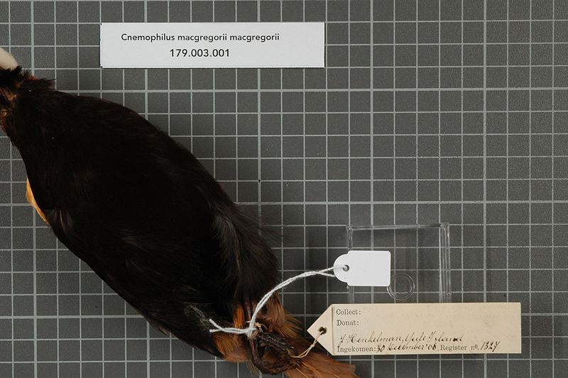 File:Naturalis Biodiversity Center - RMNH.AVES.140322 2 - Cnemophilus macgregorii macgregorii De Vis, 1890 - Paradisaeidae - bird skin specimen.jpeg