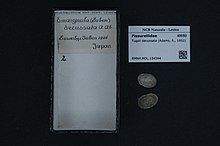 Центр биоразнообразия Naturalis - RMNH.MOL.134344 - Tugali decussata (Adams, 1852) - Fissurellidae - Mollusc shell.jpeg