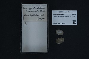 Naturalis Biodiversity Center - RMNH.MOL.134344 - Tugali decussata (Adams, 1852) - Fissurellidae - Mollusc shell.jpeg