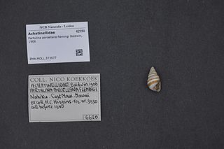 <i>Partulina porcellana</i> Species of gastropod