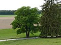 Deutsch: Naturdenkmal 136 „Zwillingseiche Hinteregglburg Fl. Nr. 2591“ (Ebersberg), Landkreis Ebersberg