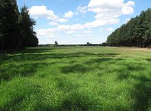 Meadow of perennial ryegrass (Lolium perenne) Naturschutzgebiet Storkower Kanal 08.jpg