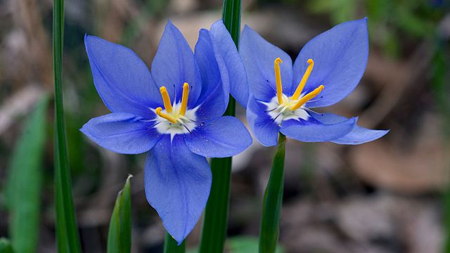 Blue lily - Wikipedia