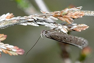 <i>Neofaculta ericetella</i> Species of moth