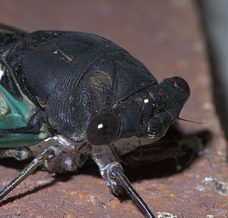 Lyric cicada, Neotibicen lyricen lyricen Neotibicen lyricen lyricen P1450717a.jpg