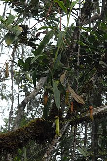 A vining plant with upper pitchers from the Doorman Massif Nepenthes papuana climbing plant.jpg