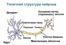 Neuron rus.gif