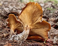 Underside of a Clitocybe nebularis at the most advanced stage of its maturation.