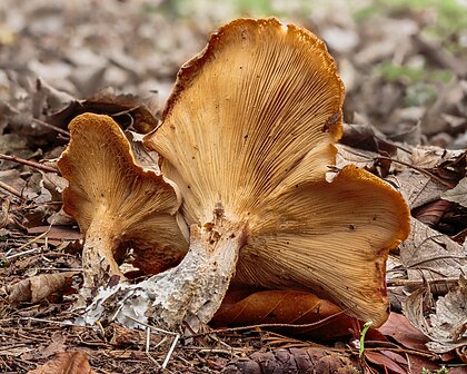 Agárico-nebuloso (Clitocybe nebularis). Técnica do empilhamento de foco (focus stacking) de 25 imagens. É um fungo com lamelas abundantes que aparece tanto em florestas dominadas por coníferas quanto em bosques de caducifólias na Europa e na América do Norte. Aparecendo no Reino Unido entre meados e o final do outono. É comestível, mas pode causar problemas gastrointestinais.
 (definição 3 932 × 3 146)