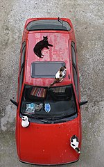 Nissan Sunny with cats.jpg