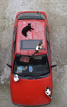 An old Nissan Sunny with cats taking a rest on it.