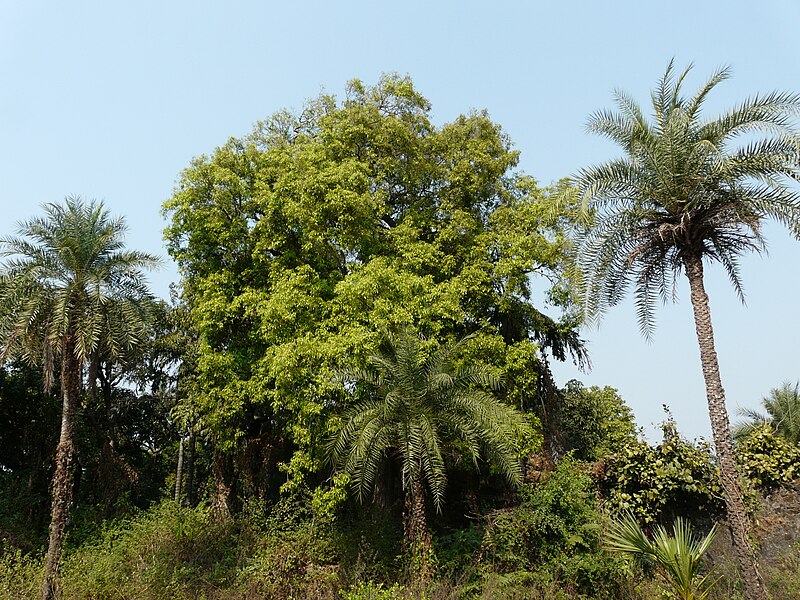 File:Njaaval (Malayalam- ഞാവല്‍) (3167046306).jpg