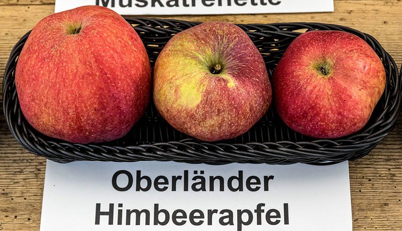 File:Oberländer Himbeerapfel jm55050.jpg