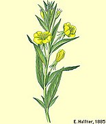 Oenothera deflexa illustration (01).jpg