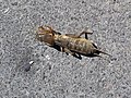 Oriental mole cricket (Gryllotalpa orientalis)