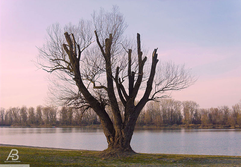 File:Old tree on Tikvara lake's beach.jpg