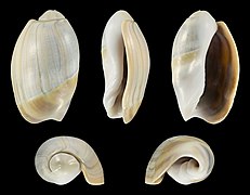 Olivancillaria vesica, shell