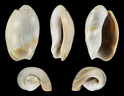 Shell of an Olive snail, Olivancillaria vesica