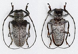 Oncideres cephalotes