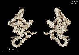 Ophiacantha moniliformis