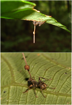 Miniatura para Ophiocordyceps unilateralis