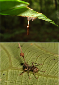 mravenec, z něhož vyrůstá plodnice houby Ophiocordyceps unilateralis