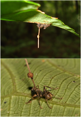 Ophiocordyceps unilateralis.png