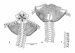 Ophiophragmus ophiactoides