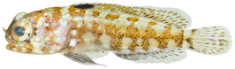 Opistognathus whitehursti