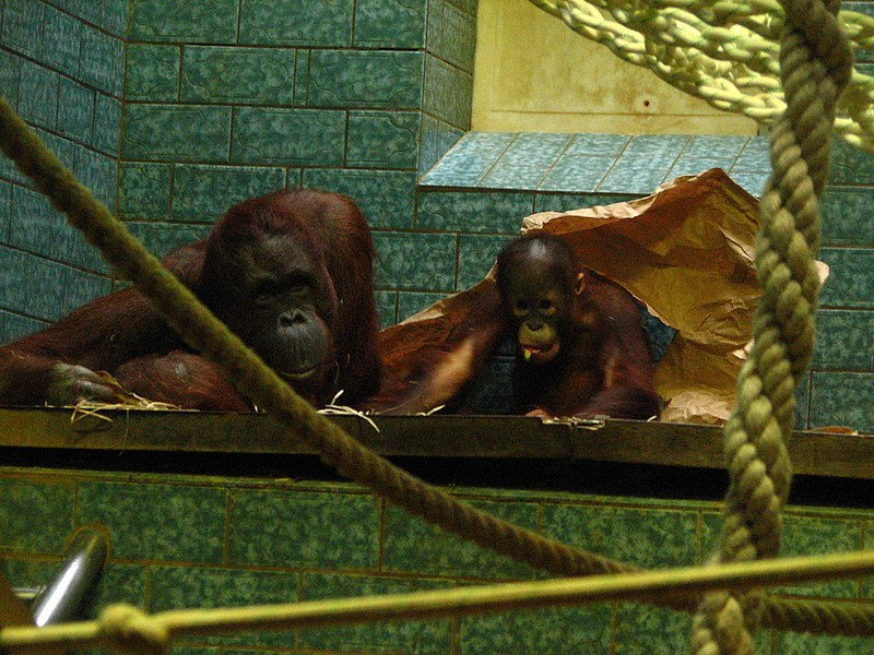 File:Orangutan-01-ZOO.Dvur.Kralove.jpg