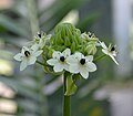 Thumbnail for Ornithogalum saundersiae