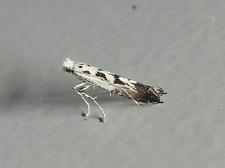 <i>Ornixola caudulatella</i> Species of moth