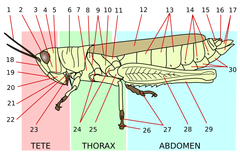 File:Orthoptera morphology-fr.svg