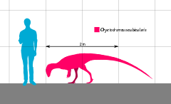 Oryctodromeus Scale.svg