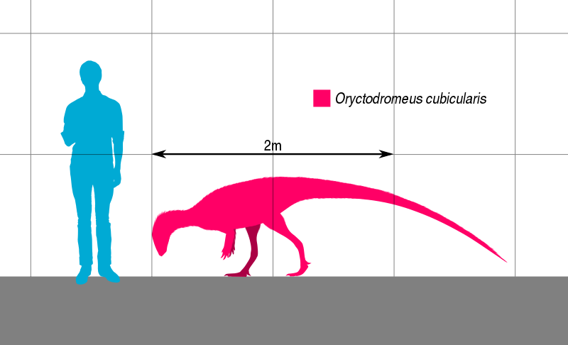 File:Oryctodromeus Scale.svg