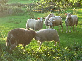 Schapen uit Oost-Friesland met een karakteristieke staart.