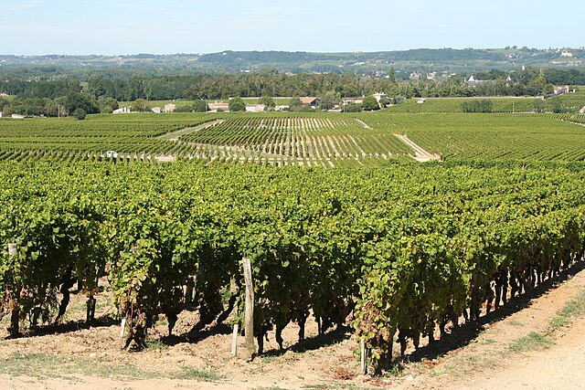 Vineyards of Château d’Yquem in Sauternes.