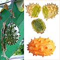 Kiwano