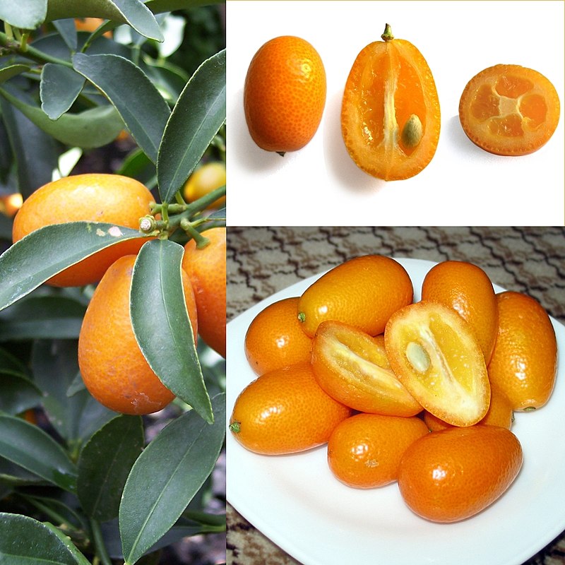 Kumquat (Citrus Japonica): Como Plantar e Cuidar