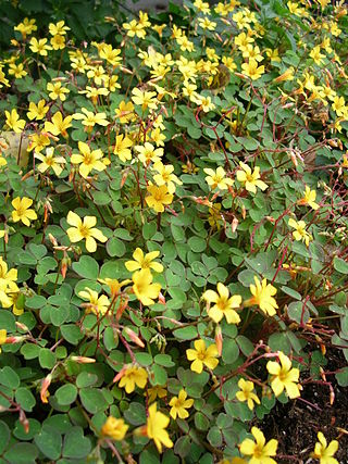 <i>Oxalis spiralis</i> Species of flowering plant