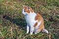 English: Bicolor patterned red tabby and white cat Deutsch: Zweifärbig gemusterte rot getigerte und weiße Katze