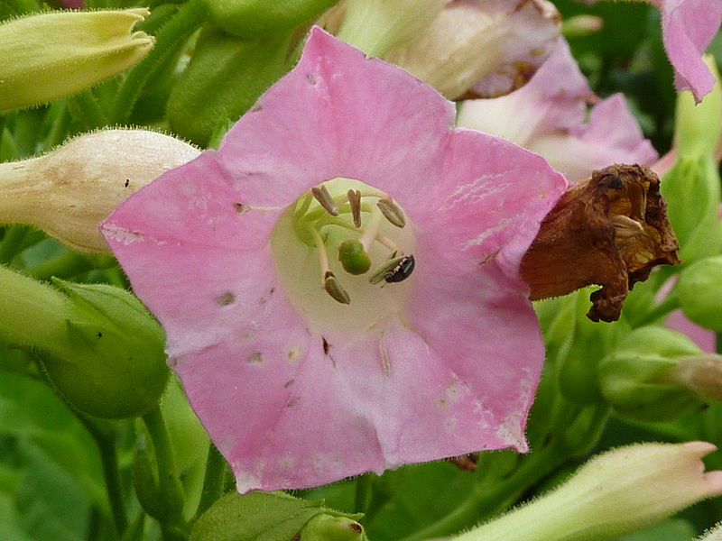 File:P1000487 Nicotiana tabacum (tobacco) (Solanaceae) Flower.JPG