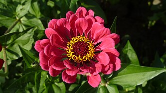 Zinnia in Germany