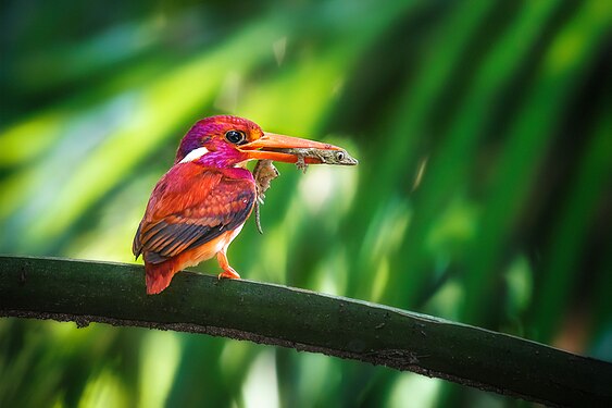 A species of bird in the family Alcedinidae that is endemic to the Philippines. Photographed in Misamis Oriental. Photograph: Kirkamon A. Cabello (CC BY-SA 4.0)