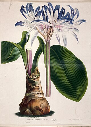 <i>Griffinia hyacinthina</i> Species of flowering plant